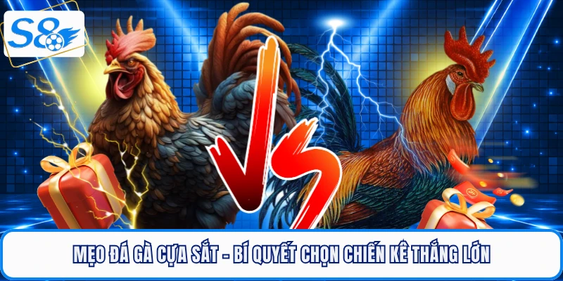 Mẹo Đá Gà Cựa Sắt - Bí Quyết Chọn Chiến Kê Thắng Lớn